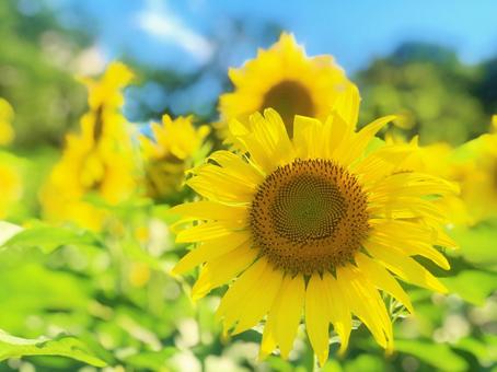 ひまわりの花 ひまわりの花の写真