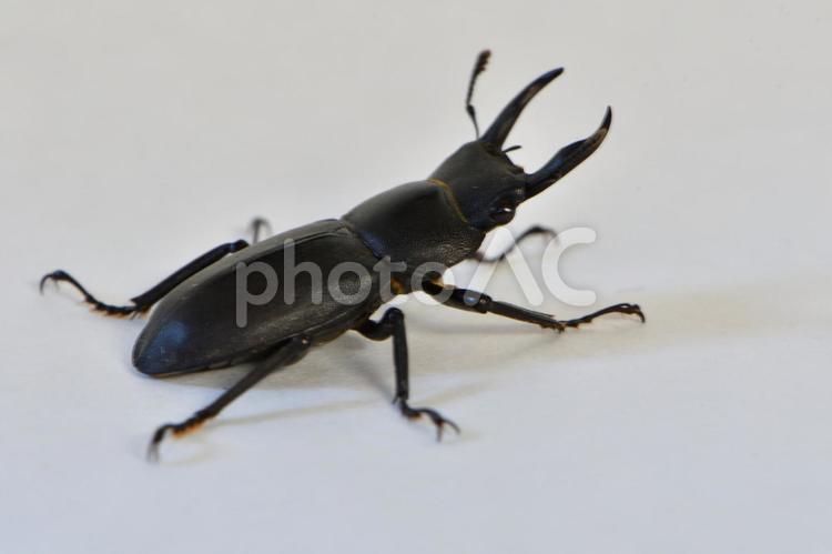 クワガタムシ 13 クワガタムシ,クワガタ虫,くわがたむしの写真素材