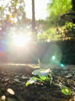 日を浴びる草の写真