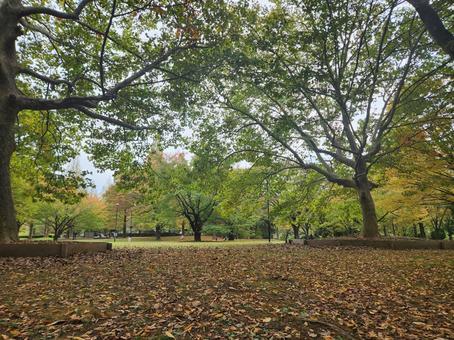 亀戸中央公園の秋の写真