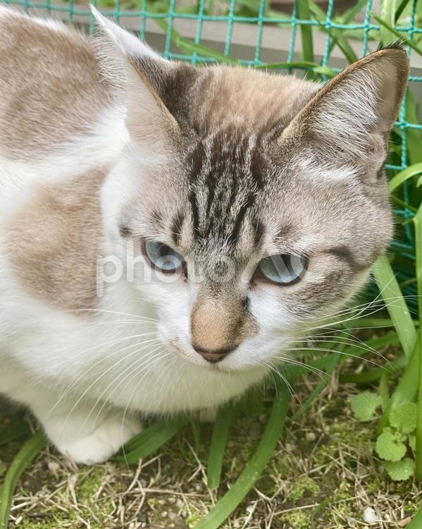 お外に出るシャムミックス猫さん　縦画像 猫,シャムトラ,斜め上の写真素材
