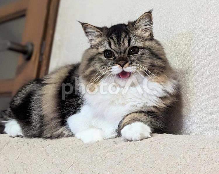 おてんば娘 ねこ,ネコ,ミヌエットの写真素材