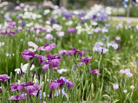 堀切菖蒲園 曇り空の下咲き誇る花菖蒲 堀切菖蒲園 曇り空の下咲き誇る花菖蒲の写真