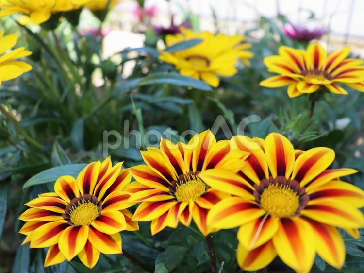 満開の黄色とオレンジのガザニアの花 自然,風景,花の写真素材