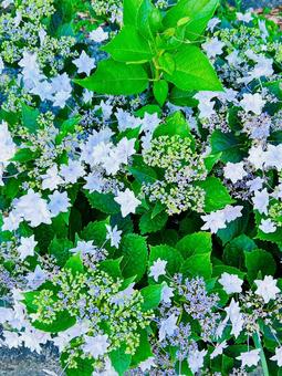 紫陽花 紫陽花の写真