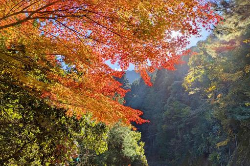 紅葉-122 もみじ,秋色,秋イメージの写真素材