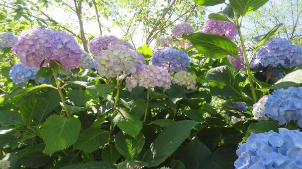 Photo, hydrangea, flower, beautiful, 