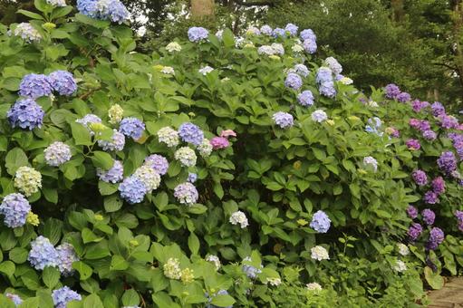 Hydrangea in Shimoda Castle Ruins Park, shimoda, hydrangea, hortensia n°1 au japon, JPG