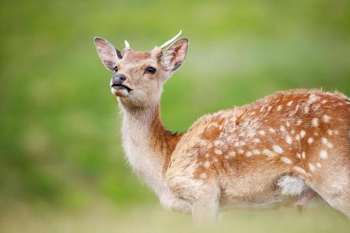 奈良若草山の鹿 奈良若草山の鹿 鹿,野生動物,動物の写真素材