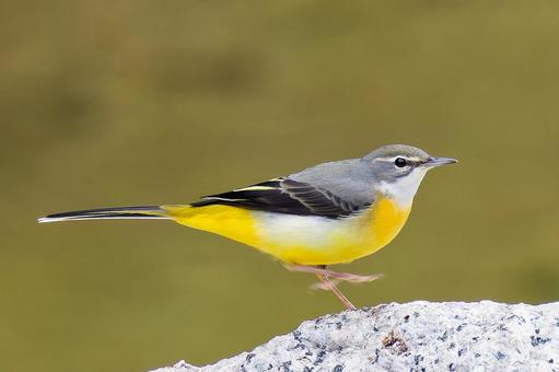 川辺を歩くキセキレイ キセキレイ,黄鶺鴒,黄色の写真素材