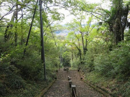 岩船山（栃木県栃木市） 岩船山,階段,木の写真素材