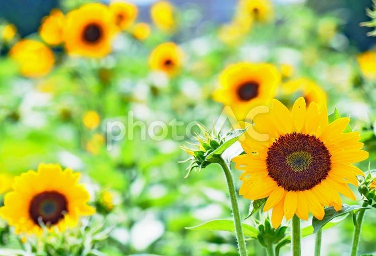 ひまわり畑 夏,四季,壁紙の写真素材