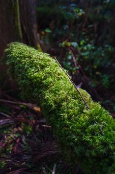 苔 苔,自然,シダの写真素材