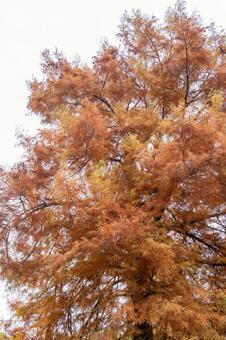 紅葉　2025年 紅葉,秋,東京の写真素材
