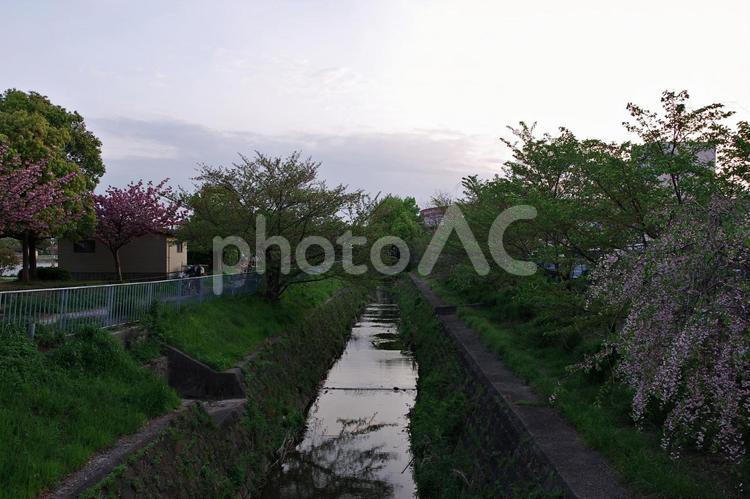 花咲く水路の夕景 たそがれ,夕景,八重桜の写真素材
