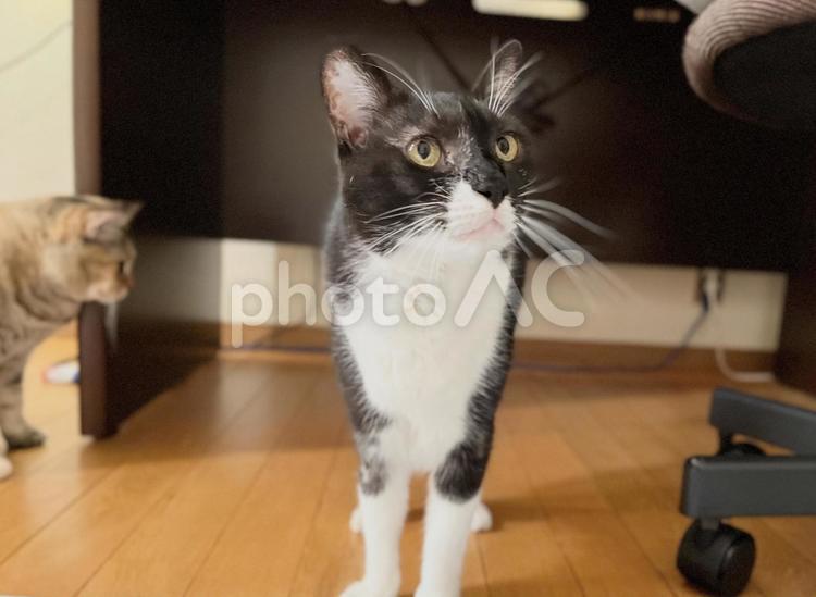 見上げる白黒猫　 猫,白黒,見上げるの写真素材