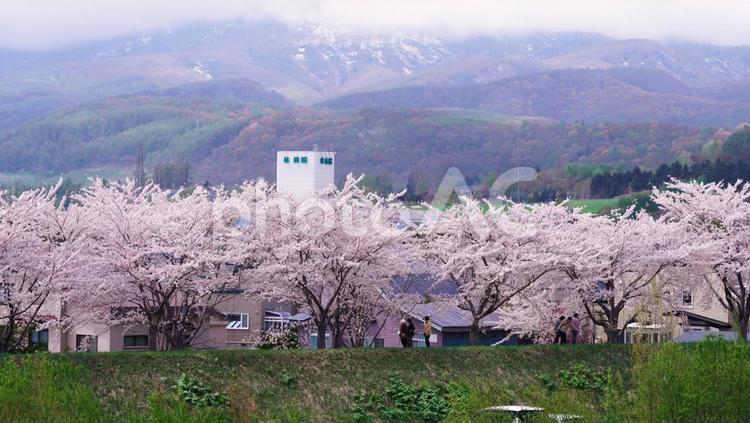北海道の絶景は余市の桜並木 桜,花,空の写真素材