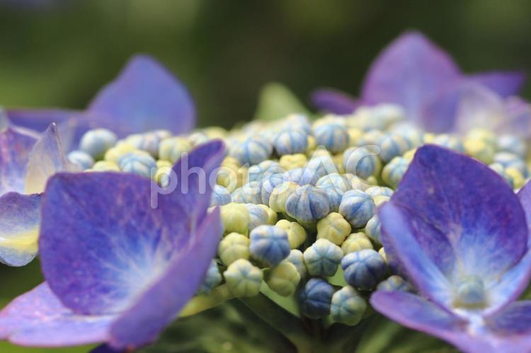青いアジサイ3 アジサイ,紫陽花,青の写真素材