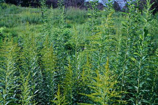 生い茂った雑草 生い茂った雑草 雑草,植物,鬱蒼の写真素材