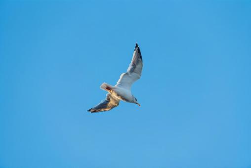 大空を優雅に舞うセグロカモメ 大空を優雅に舞うセグロカモメ セグロカモメ,渡り鳥,冬鳥の写真素材