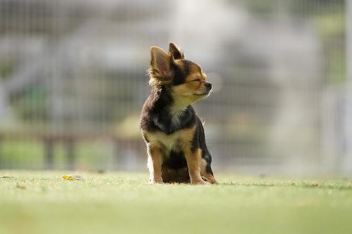 ドッグランのワンコ(ミックス犬) ドッグランのワンコ(ミックス犬) 犬,ミックス犬,可愛い犬の写真素材
