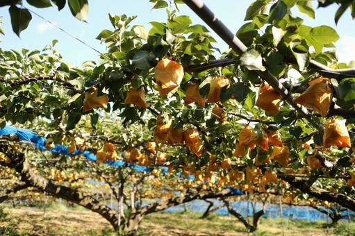 Autumn pear picking, pears in a bag, food, meal, food, JPG