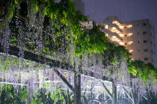 亀戸天神社の藤の花 ライトアップ 亀戸天神社の藤の花 ライトアップ 藤の花,亀戸天神社,亀戸の写真素材
