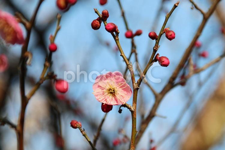 駿府城公園の寒梅 梅の花,新春,梅の写真素材