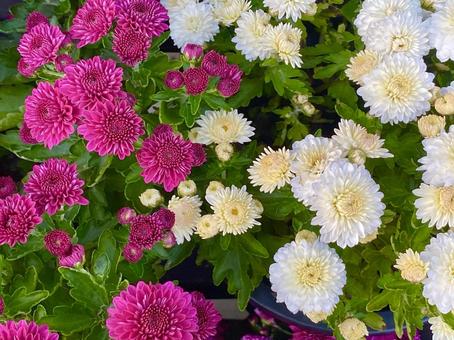 ピンクと白の菊 ピンクと白の菊 自然,ピンク,鮮やかの写真素材