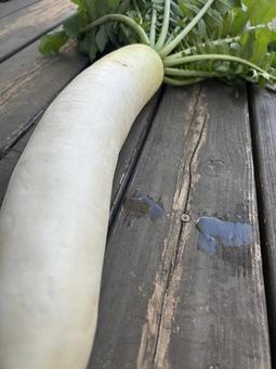 市民農園で収穫した大根 大根,食べ物,食材の写真素材