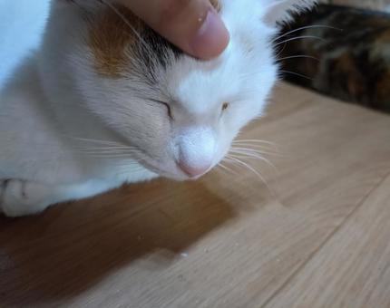 Dozing off!, JPG