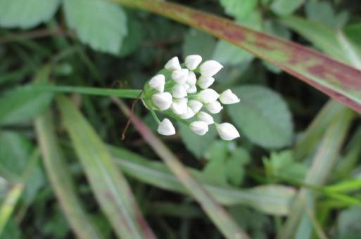 小さい花 小さい花の写真