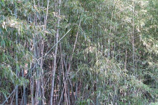 静かな竹林に差し込む柔らかな光③ 竹林,竹,緑の写真素材