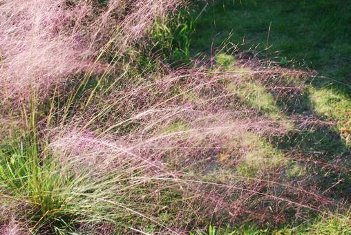 午後の日差しを受ける秋の穂 秋,草,ピンクの写真素材