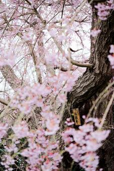 枝垂れ桜 枝垂れ桜,桜,松前の写真素材