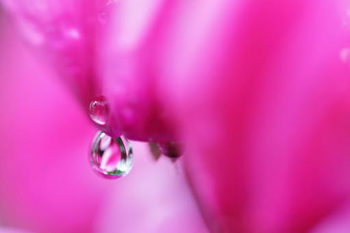花と水滴 花と水滴の写真
