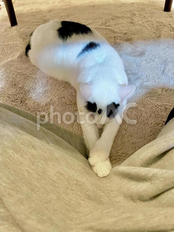 オトちゃんのおもしろ寝相 ねこ,かわいい,ペットの写真素材