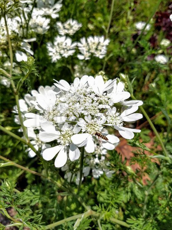 白い花と小さなハチ 白い花,ハチ,花の写真素材