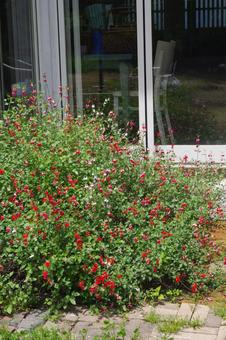 チェリーセージの咲く庭の写真