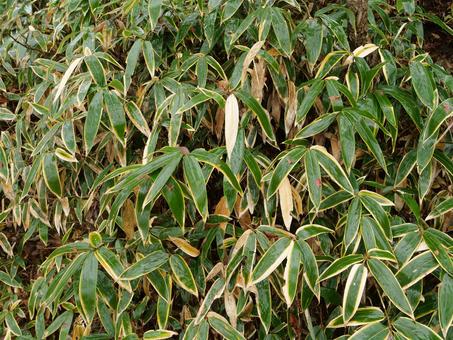 クマザサ　 クマザサ,自然,植物の写真素材