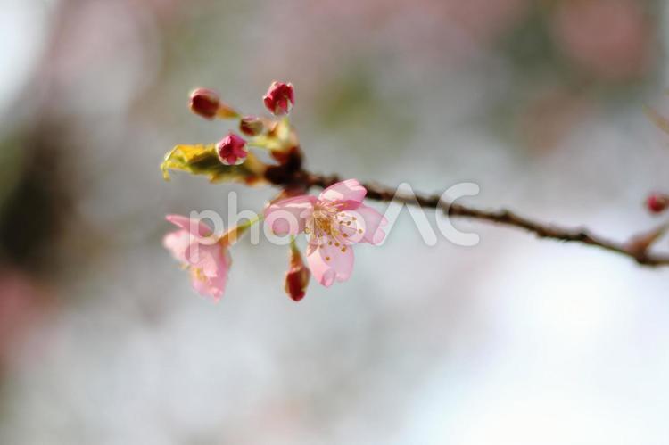 青空に映えるかわいい河津桜のクローズアップ 河津桜,カワヅザクラ,サクラの写真素材