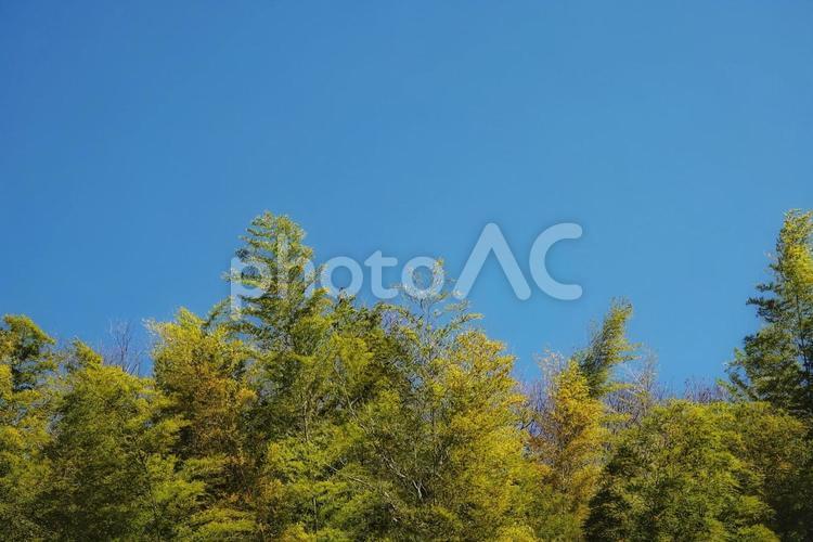 竹と青空とのハーモニー 春,風景,景色の写真素材