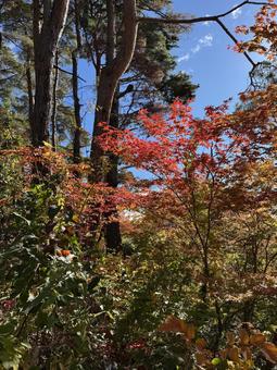 晩秋の小坂田の紅葉（長野県塩尻市） 塩尻市,長野県,信州の写真素材