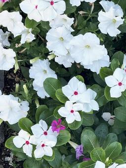 白い花 白い花の写真