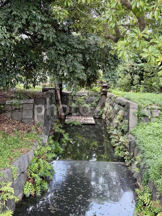 6月　旧芝離宮恩賜庭園　海水取入口跡 水たまり,マツ,海水取入口跡の写真素材