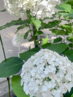 Annabelle (Western Hydrangea), JPG