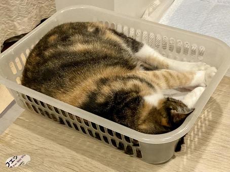 爆睡カゴ猫りんちゃん 爆睡カゴ猫りんちゃんの写真