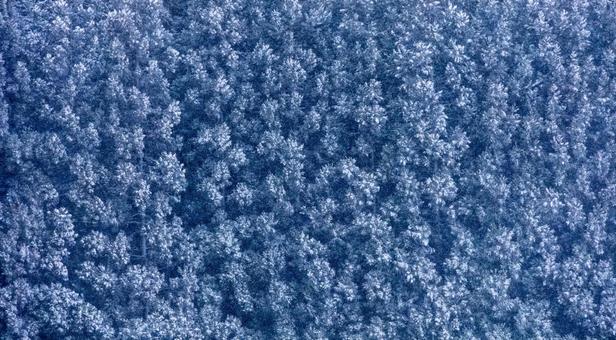 静謐な冬、木々に降り積もる雪の情景 樹氷,森林,雪景色の写真素材