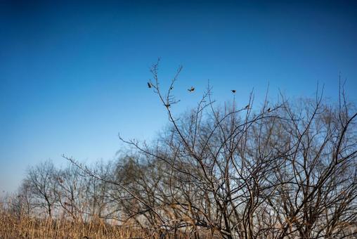 澄んだ青空と枝に小鳥の写真