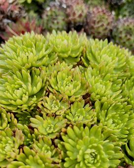 多肉植物 多肉植物,寄せ植え,植物の写真素材